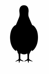 silhouette of pigeon 