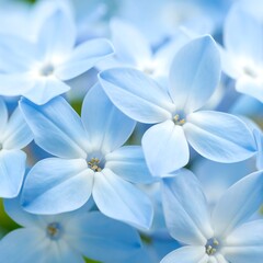 Close-up of light blue flowers