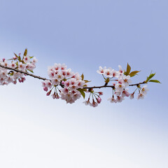 Golden Hour Glow on Cherry Blossom Trees

