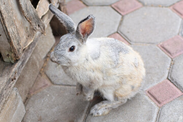 Curious Rabbit Sitting on Outdoor Pavement, A grey-and-white rabbit sits on a hexagonal brick pavement near wooden planks. The rabbit appears curious and alert, captured in a candid moment. Suitable f