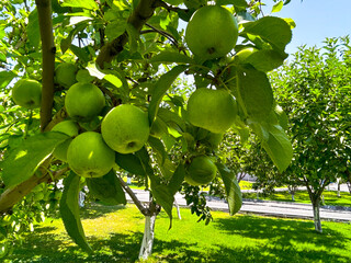 Apple orchard, apple trees with apples