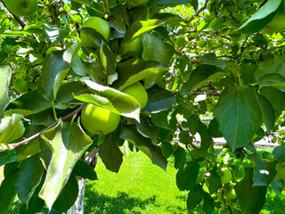 Apple orchard, apple trees with apples