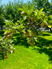 Apple orchard, apple trees with apples