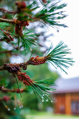 Pine needles with water droplets after rain – macro close-up. A detailed macro shot of green pine needles with fresh water droplets clinging to their tips, the needles and the delicate clarity 