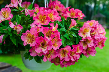 Vibrant pink Alstroemeria flowers in hanging pot after rain. A close-up of vivid pink Alstroemeria flowers in full bloom, arranged in a white hanging pot. The petals are fresh with raindrops. 