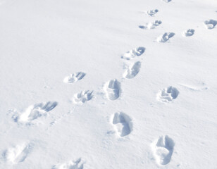 Wildlife Tracking Animal Footprints in Snow Background