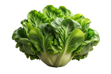 Close up shot of a head of butter lettuce with bright green leaves on a white background studio shot.