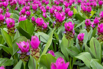 A vibrant close-up showcases a field of Siam Tulips, also known as Dok Krachiao, with their distinctive pink and purple petals and textured bracts, set against a backdrop of lush green foliage.