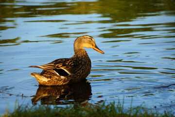 A duck is swimming in a pond