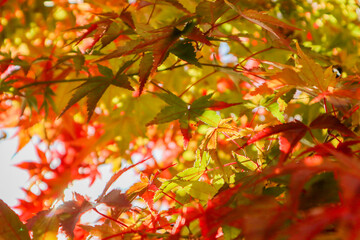 光に透ける色とりどりの初秋のもみじ