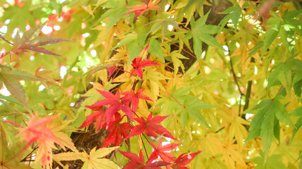 光に透ける色とりどりの初秋のもみじ