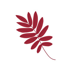 Maroon rowan leaf on a white background. Hand drawn vector illustration for autumn designs.