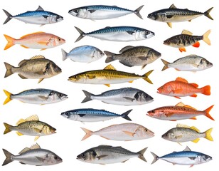 Various fish species, isolated on white