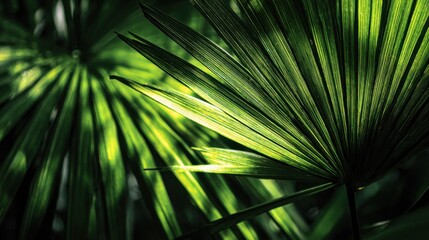 Obraz premium Sunlight filters through lush green palm leaves, creating a beautiful interplay of light and shadow in a tranquil tropical setting. The vibrant colors reflect the richness of nature.
