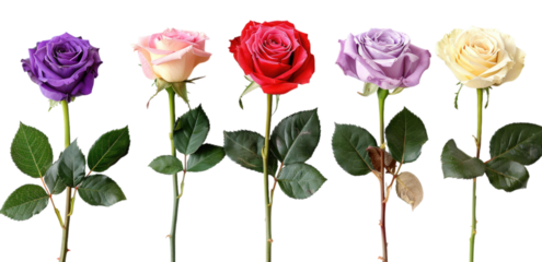 PNG. 6 different colored roses, white background, in the clip art style, realistic photo, red, purple, pink, cream, beige and green roses.
