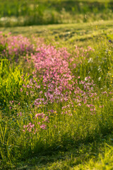 Delicate pink wildflowers are blooming in a lush green meadow with soft natural lighting and bokeh. Beautiful wildflower field creating a dreamy summer landscape with shallow depth of field
