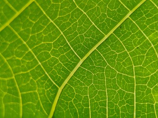 Close-up of a bright green leaf showcasing a complex network of veins