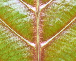 Close-up of a leaf's central vein, showcasing a symmetrical pattern with a distinct central rib and branching veins