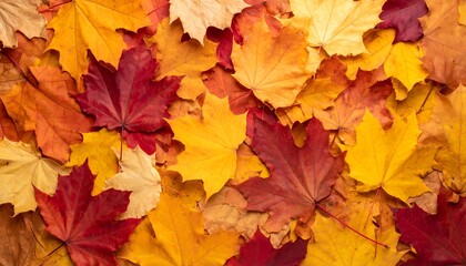 Fototapeta premium A dense collection of autumn leaves in vibrant red, orange, and yellow hues