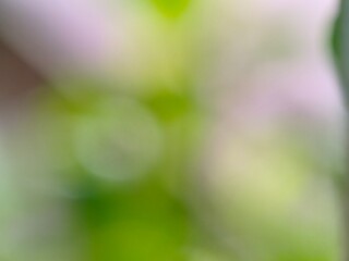 green bokeh background