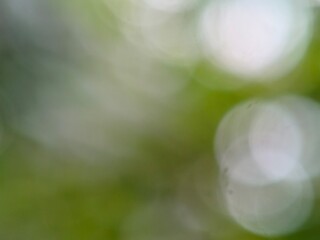 green bokeh background