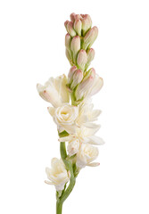 Tuberose flowers, Polianthes tuberosa, Agave amica, White flowers isolated on white background with clipping path                      