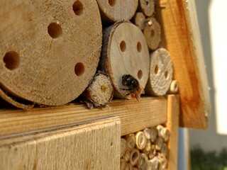 mason bee plugging a nest in wooden insect hotel with mud. Biodi