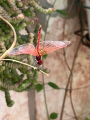 A striking red dragonfly rests delicately on a thin branch, showcasing its transparent wings amidst lush green plants in a peaceful environment.