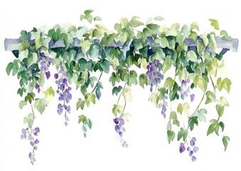 Vine illustration watercolor garden.