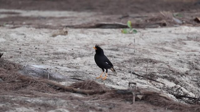 Great myna (Acridotheres grandis) with fluffy crest performs hilarious singing show
