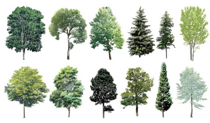 Obraz premium Forest tree silhouettes. Various types