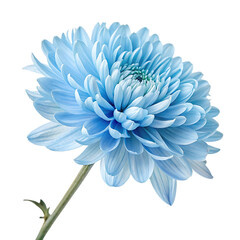 Fototapeta premium Beautiful head of a blooming blue mum flower isolated on a transparent background png