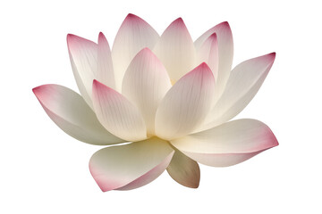 Delicate pink and white lotus flower blooming with transparent background
