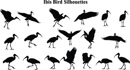 Collection of ibis bird silhouettes in various poses, flying, standing, walking, isolated on white background, perfect for wildlife design, nature art, vector elements