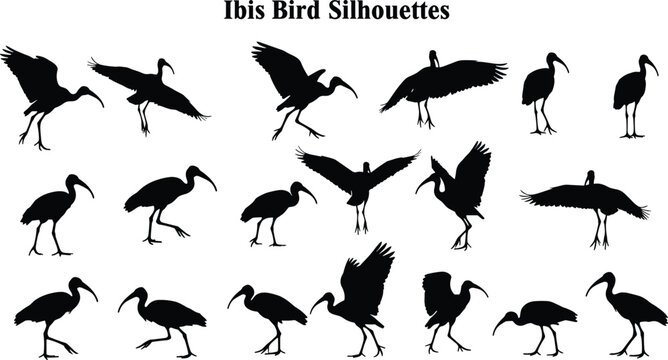 Collection of ibis bird silhouettes in various poses, flying, standing, walking, isolated on white background, perfect for wildlife design, nature art, vector elements
