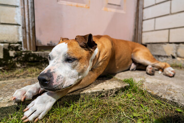 American Staffordshire Terrier dog resting peacefully on a concrete patio outdoors. Strong pitbull-type breed lying down with relaxed expression in a backyard setting
