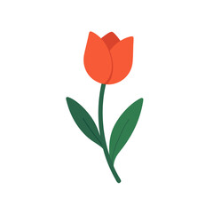 Vibrant orange tulip flower with green leaves on white background