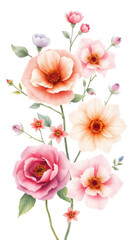 Vertical botanical art of blooming flowers. A delicate hand-painted watercolor illustration with pink and peach roses and poppies.