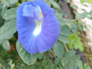 blue flower in the garden
