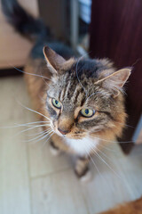 A beautiful house cat with bright green eyes and tabby markings gazes upward. Sweet domestic feline with striped coat pattern in a comfortable home setting