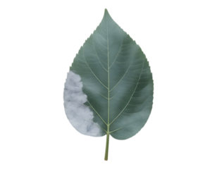 Diseased Leaf with White Patches, Transparent Background