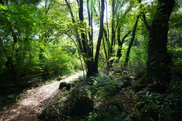 mossy rocks and old trees in autumn forest