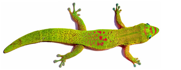margouillat 
