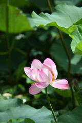 蓮の花