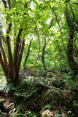 mossy rocks and old trees in autumn forest