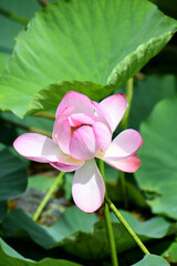 蓮の花
