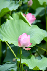 蓮の花