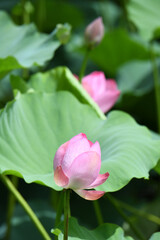 蓮の花