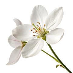 Fototapeta premium An elegant and delicate white baby's breath flower isolated on a transparent background png