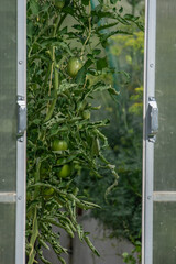 A tomato bush in a garden greenhouse on a summer day